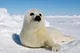 Harp seal