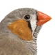 Zebra finch