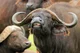 African buffalo