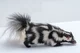 Spotted skunk