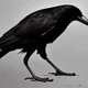 Crow RPG