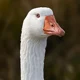 Emden goose