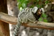 Marmoset