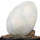 Indoraptor Egg