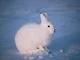 Arctic hare