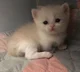 little kitty