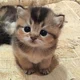 Kitten