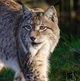 Lynx