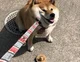 chonky akita-inu