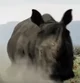 Zombie Rhinoceros