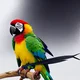 Parrot