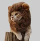 Lion - cat