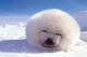 Fat baby seal