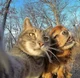Your two pets
