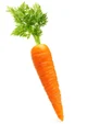 Carrot
