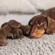 Dachshund Mom 