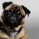 Pug