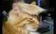 Gato Donald Trump