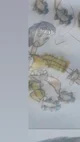 Diyuka ragus