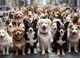 Group of dogs