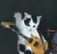 Gato guitarrista