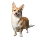 Sobachka