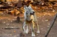 Stray dog rp 