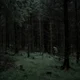 Floresta Assombrada 