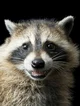 Cute Raccoon