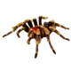 Emo tarantula