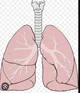 Lungs 