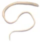 Whipworm 