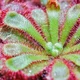Giant drosera