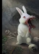 Killer bunny