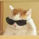 Le Cool Cat