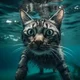 water cats critters