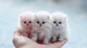 Mini Kittens 