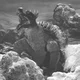 Anguirus 68