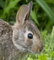 Cottentail Rabbit