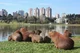 Capybara City