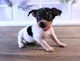 Rat Terrier Puppy