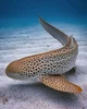 Zebra shark