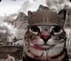 Soldier Cat