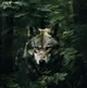 Wolf Shifter