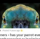 Bad Parrots 