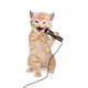 Singer Kitten