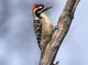 Wood pecker