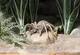 Tarantula at the Zoo