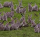 Army of bunnies