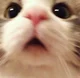 Gato 